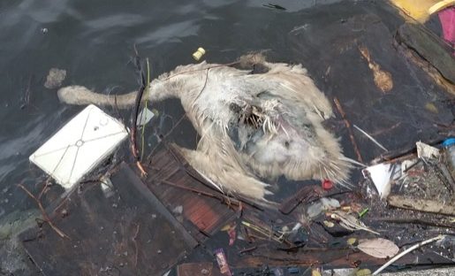 Dead Swan