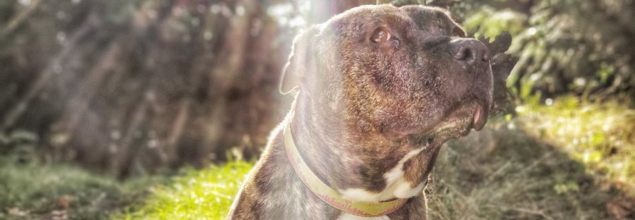 The heartbreaking story of pitbull Tally's years of abuse due to backyard  breeding - The Northern Quota
