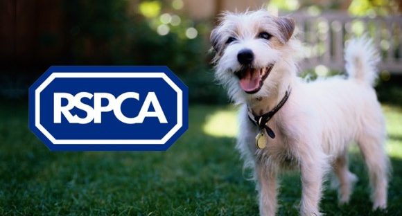 Animal welfare organisations RSPCA and Dog's Trust back new breeding  regulations - The Northern Quota