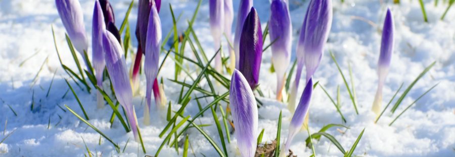 spring-flower-and-snow