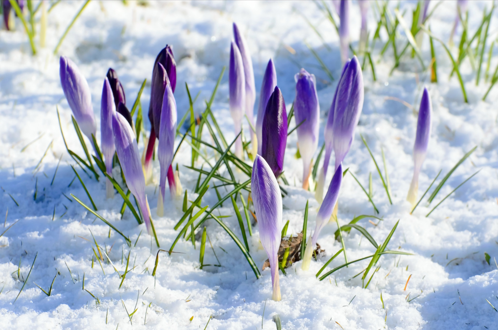 spring-flower-and-snow