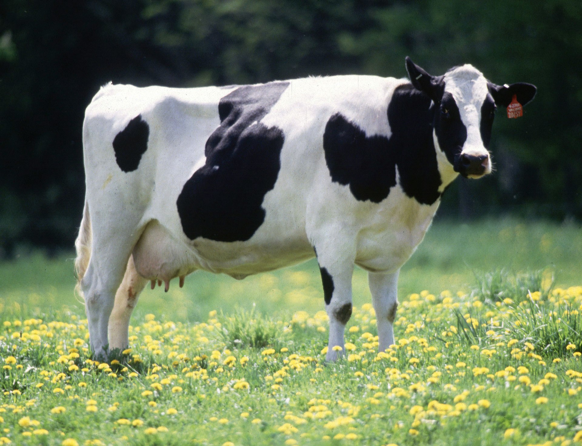cow_commons