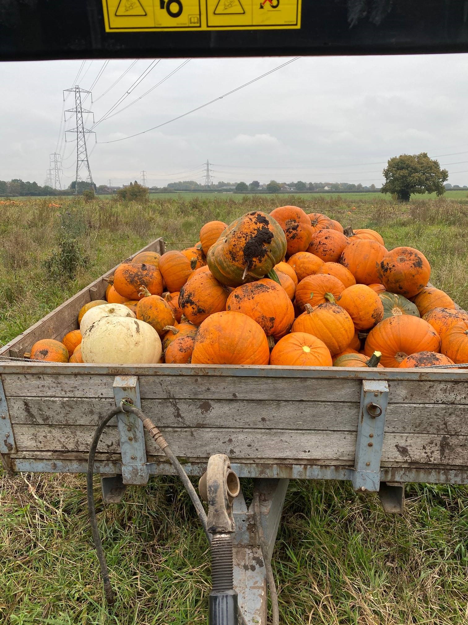 wagon_full_of_pumpkins
