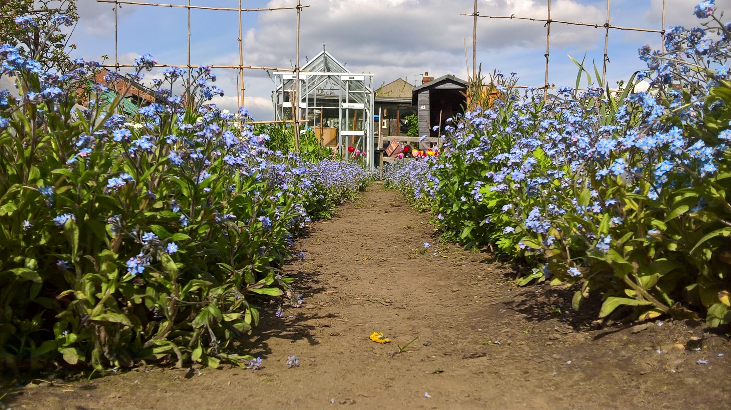 ivygreen_allotments_3