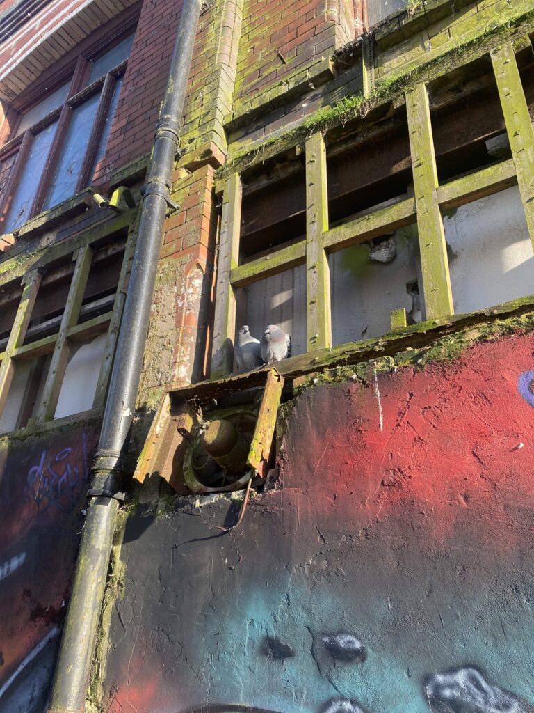 Two pigeons roosting on a mossy window ledge, besides graffiti and a broken window