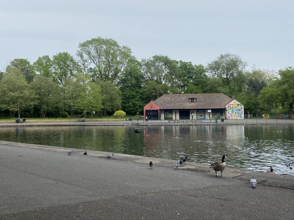 View of Platt Fields Park featuring ducks and pigeons next to the water.