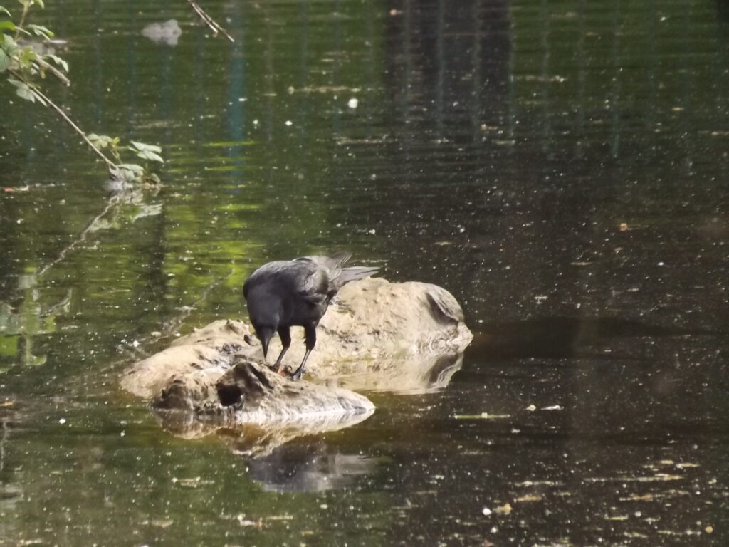 Duck and nature at lake at Whalley Range Alexandra Park