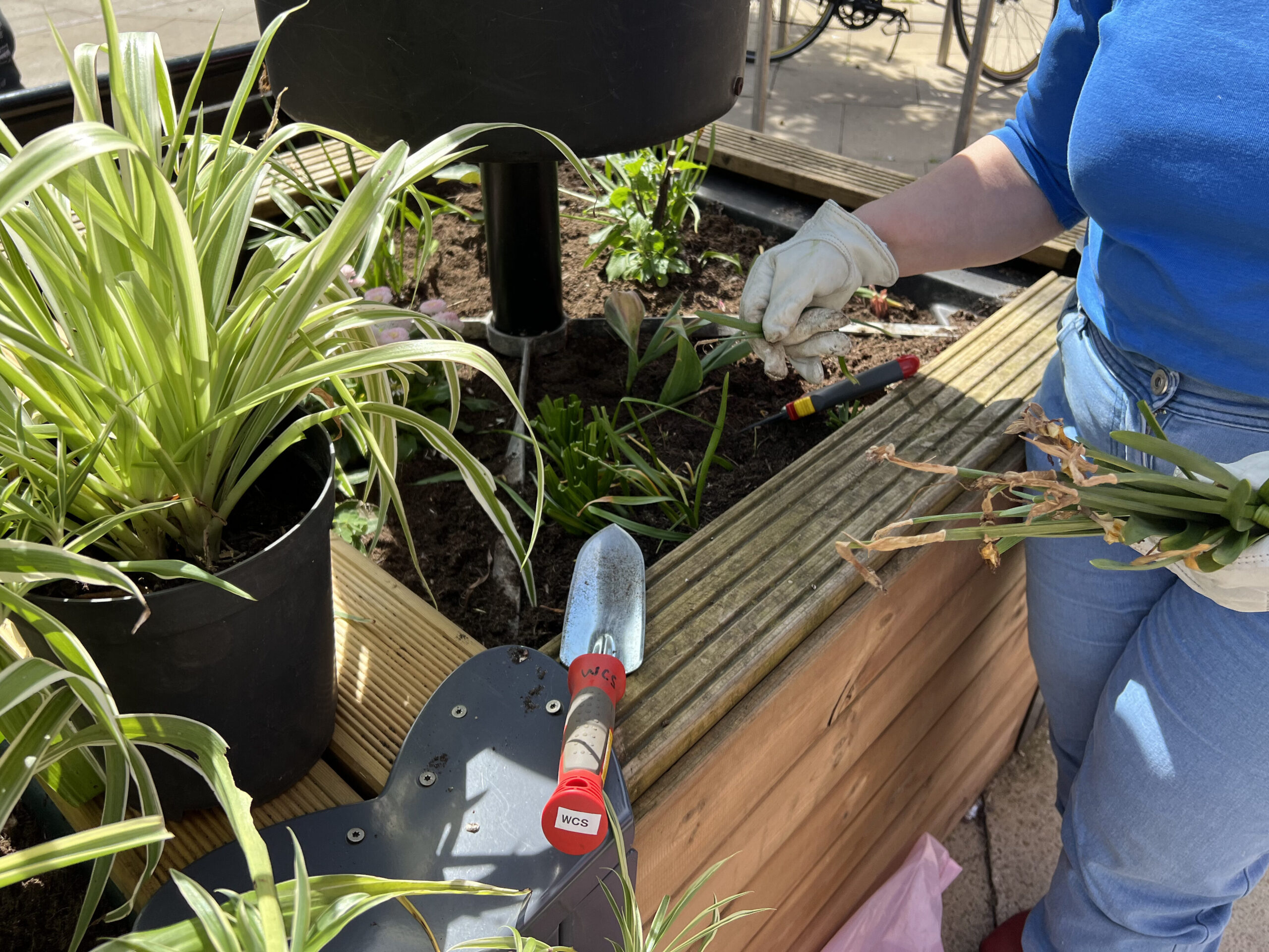 Woman plants flowers in large planter on street with gardening tools for Action day.