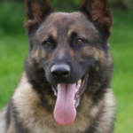 Alsatian police dog