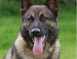 Alsatian police dog