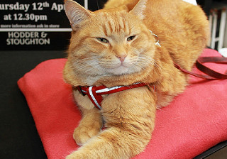 A Street Cat Named Bob