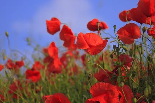 Soldier rememberance