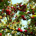 apples