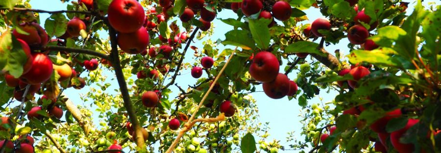 apples