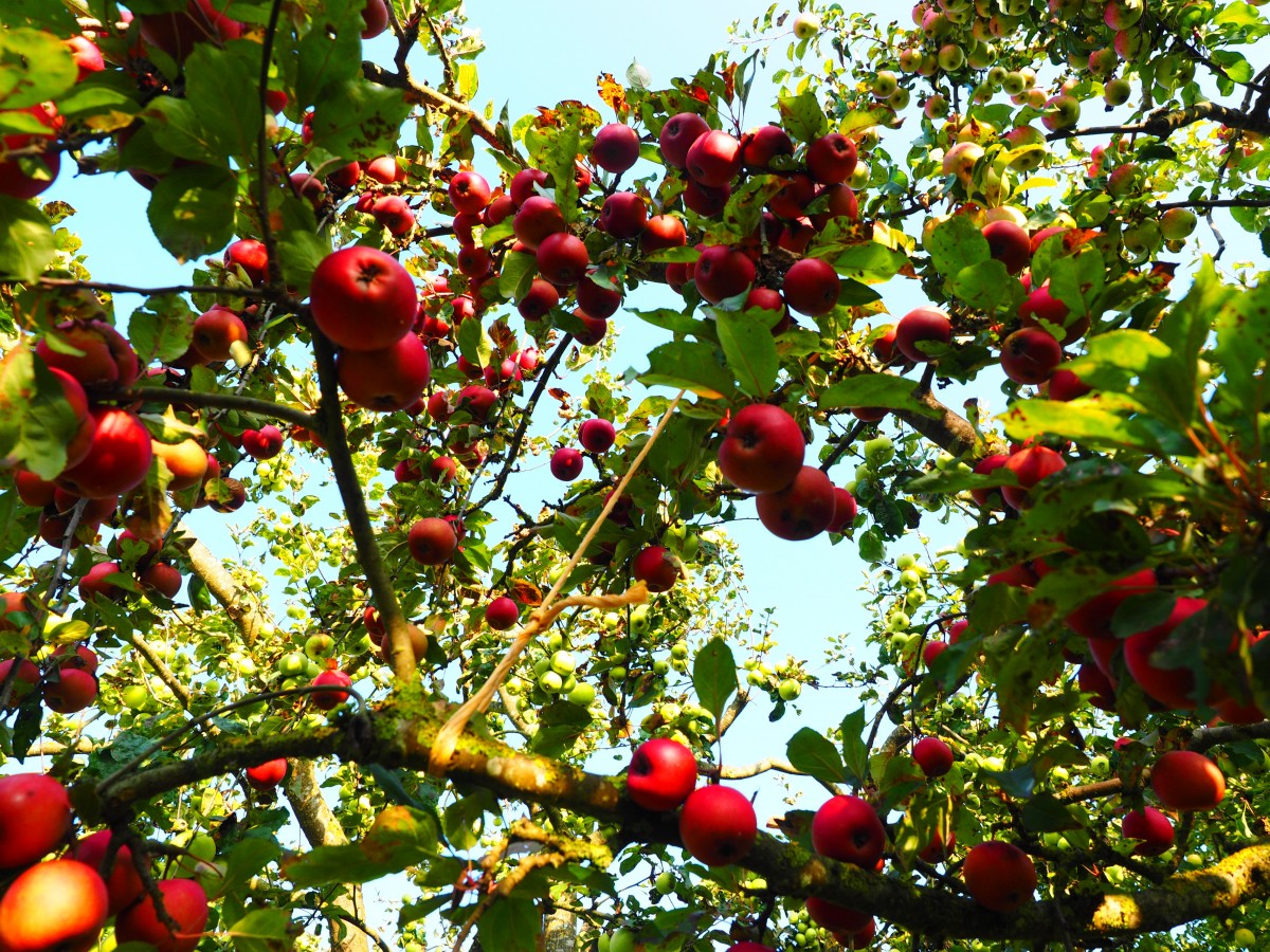 apples