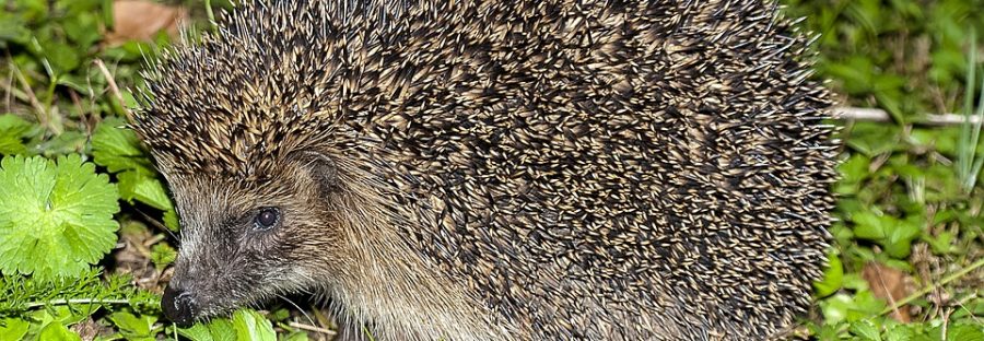 hedgehog