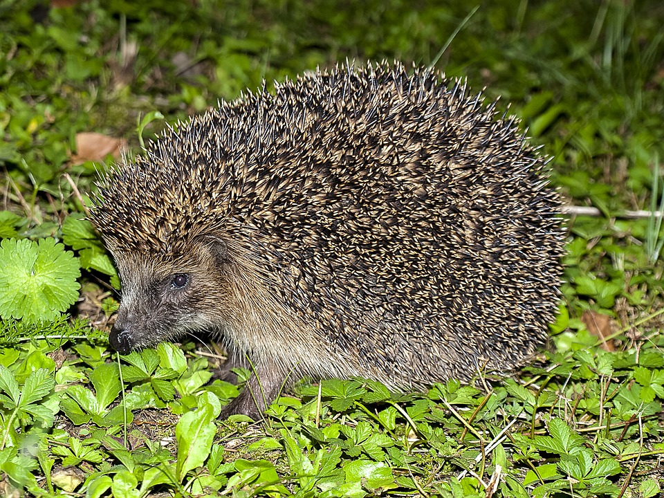 hedgehog