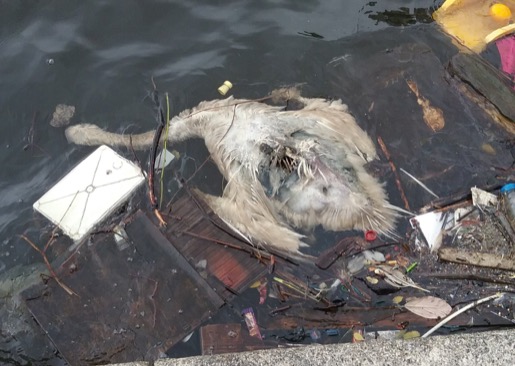 Dead Swan