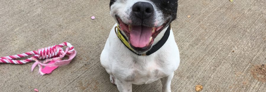 jack_is_full_of_fun_and_always_happy_to_see_his_two-legged_friends_
