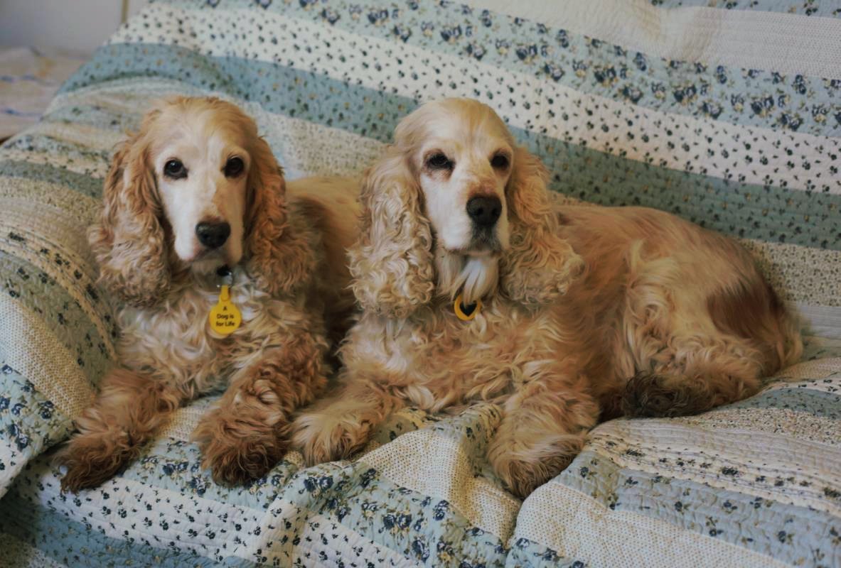 behaved_dogs