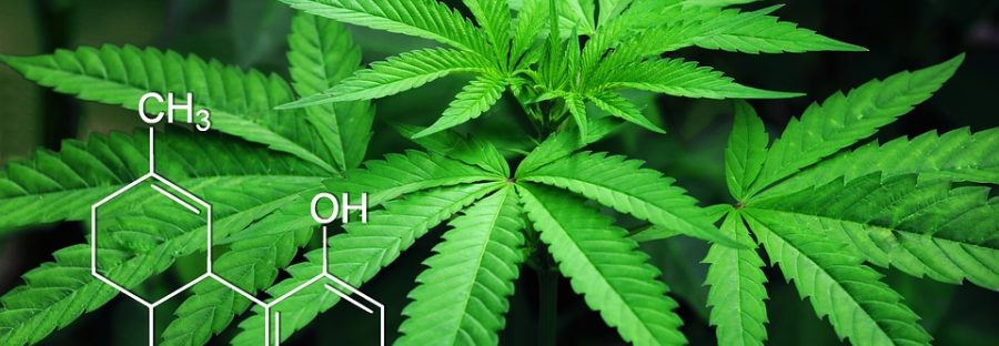 marijuana_cbd