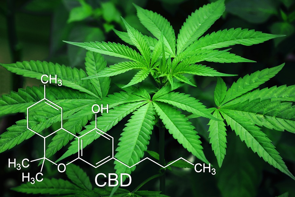 marijuana_cbd