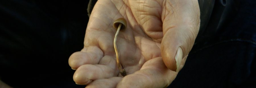 mushroom