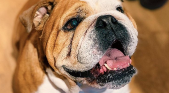 dog
