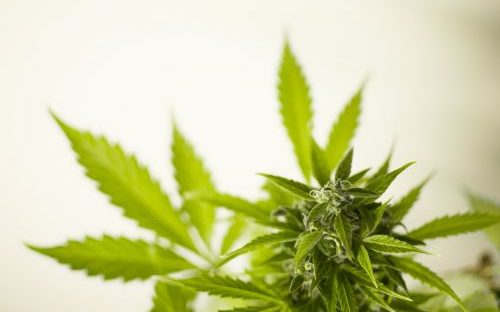 marijuana-3065612_1280