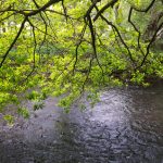 blackley_forest