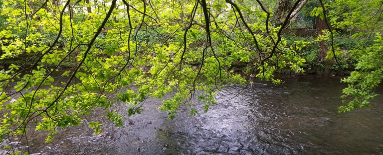 blackley_forest