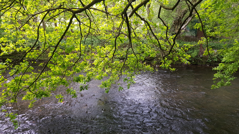 blackley_forest