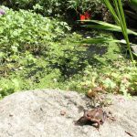 garden3
