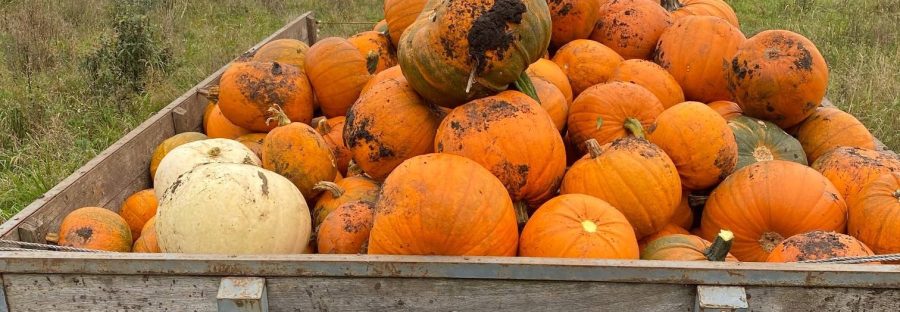 wagon_full_of_pumpkins