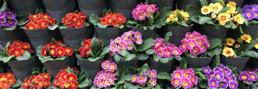flowers