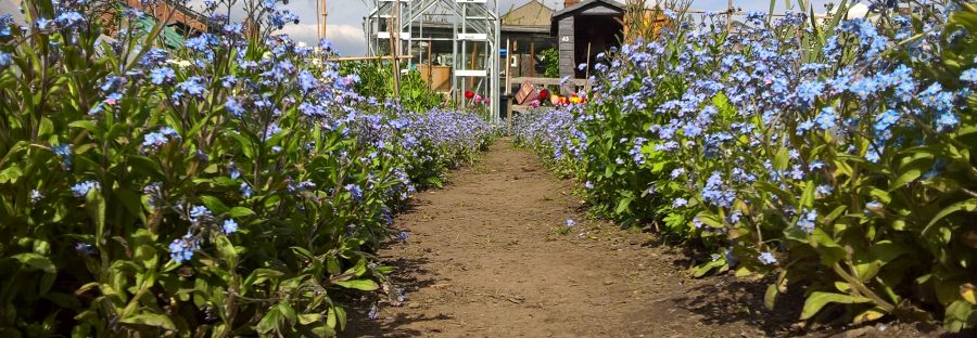 ivygreen_allotments_3