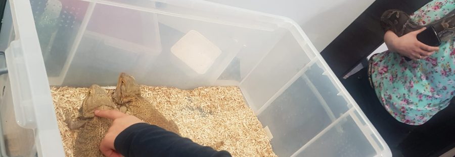 reptiles