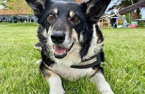 dog