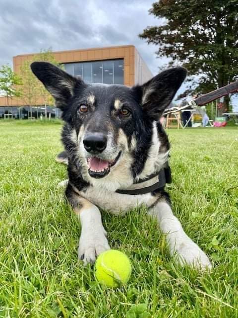 dog