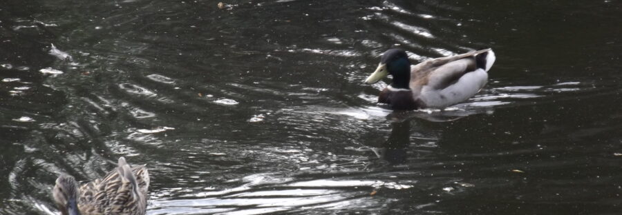 Alexandra Park wildlife nature animals biodiversity reserve WR4wildlife