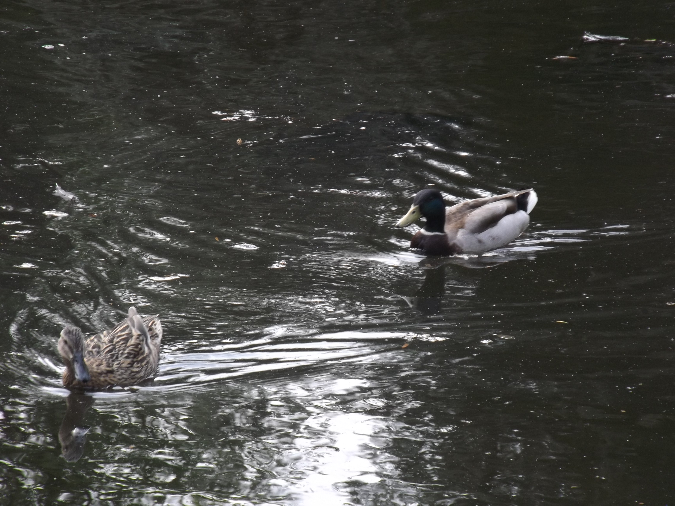 Alexandra Park wildlife nature animals biodiversity reserve WR4wildlife